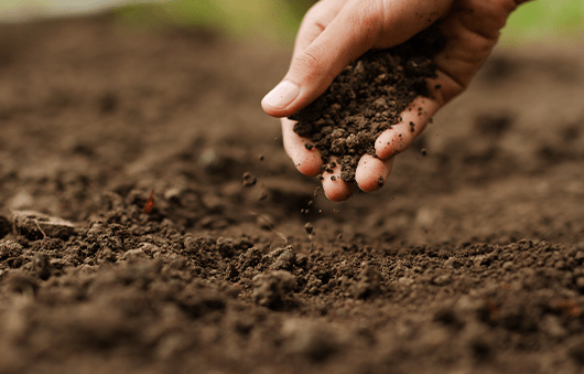 山田農園のこだわり