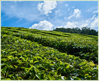 鰐塚山のふもとで日光に恵まれた環境
