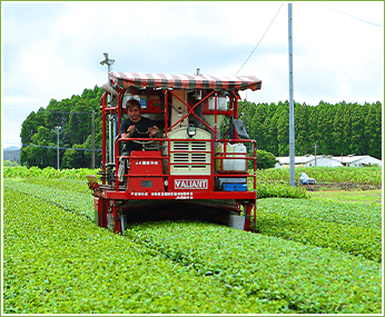 毎日欠かさない茶葉への愛情